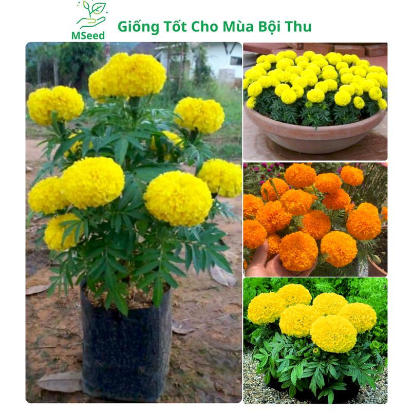 Hạt giống hoa Cúc Vạn Thọ Pháp bông to màu vàng cam dễ trồng siêu nụ siêu bông - MSeed