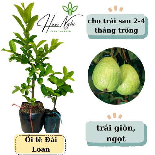 Cây giống Ổi lê , năng suất cao, cho trái quanh năm, cây ổi lê