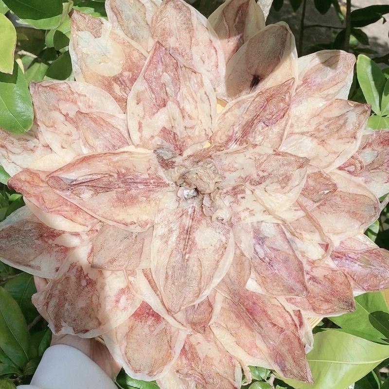 Khô mực size 80-85con (1kg=80-85con) Hàng loại 1  Mực ống bầu Sông Đốc Cà Mau