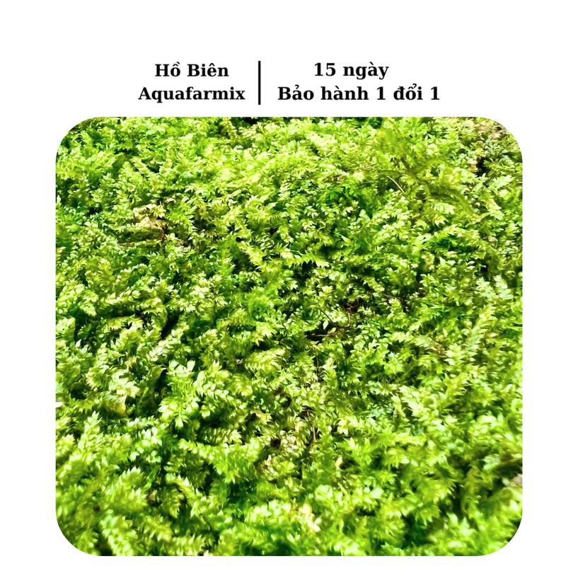  Hộp 2 Thảm Rêu Weeping moss thủy sinh  không cần CO2 và phân nền dễ sống dễ chăm sóc  dùng trang trí bể cá cảnh bể thủy sinh  size mỗi thảm 10x15cm  rêu  thuỷ sinh 