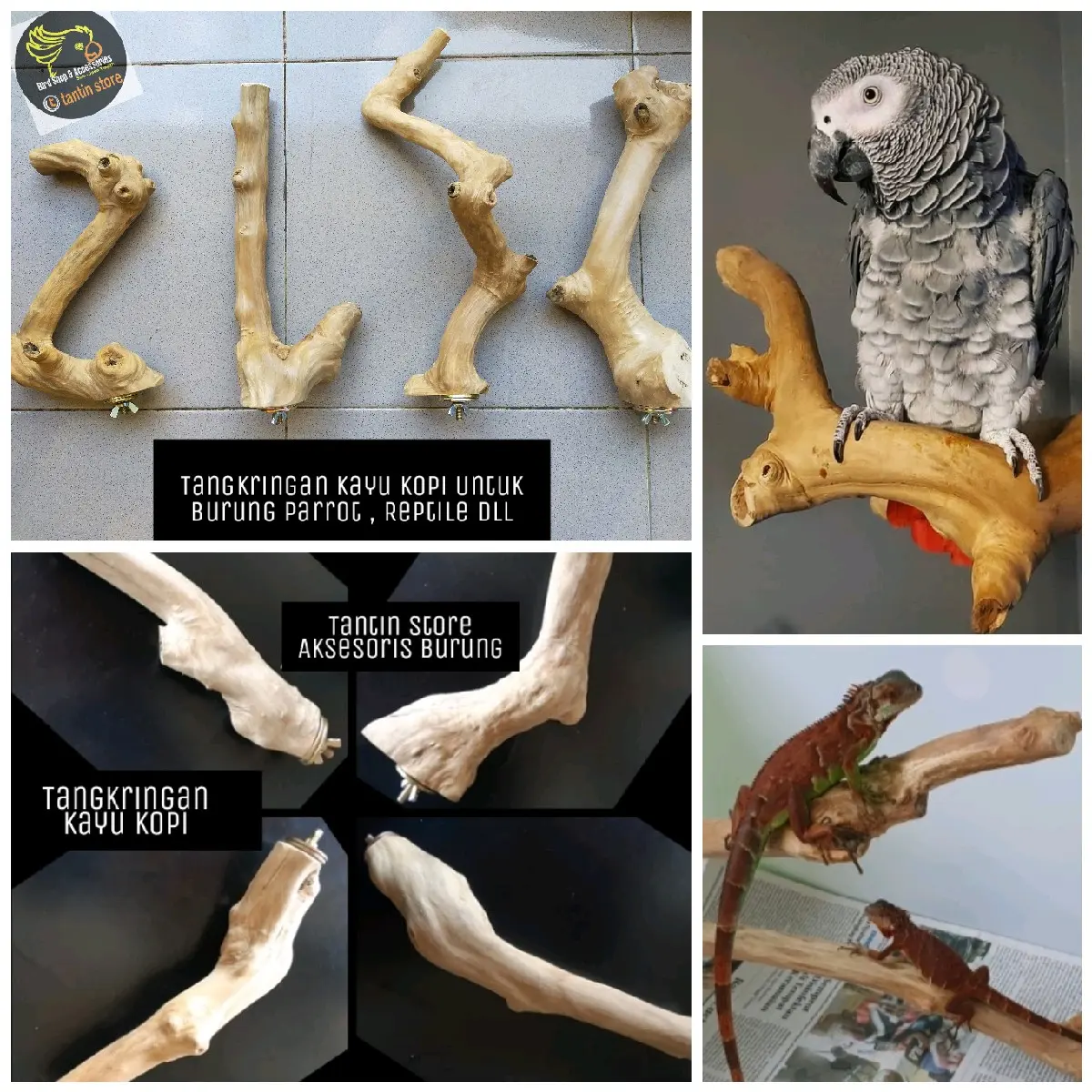 Tangkringan Kayu Kopi 30 cm Burung Parrot