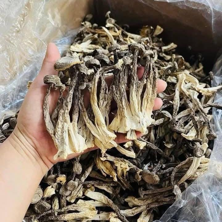 500g Nấm Lộc Nhung - Loại 1 Nguyên cây - Thuần chay - Tây Bắc Food