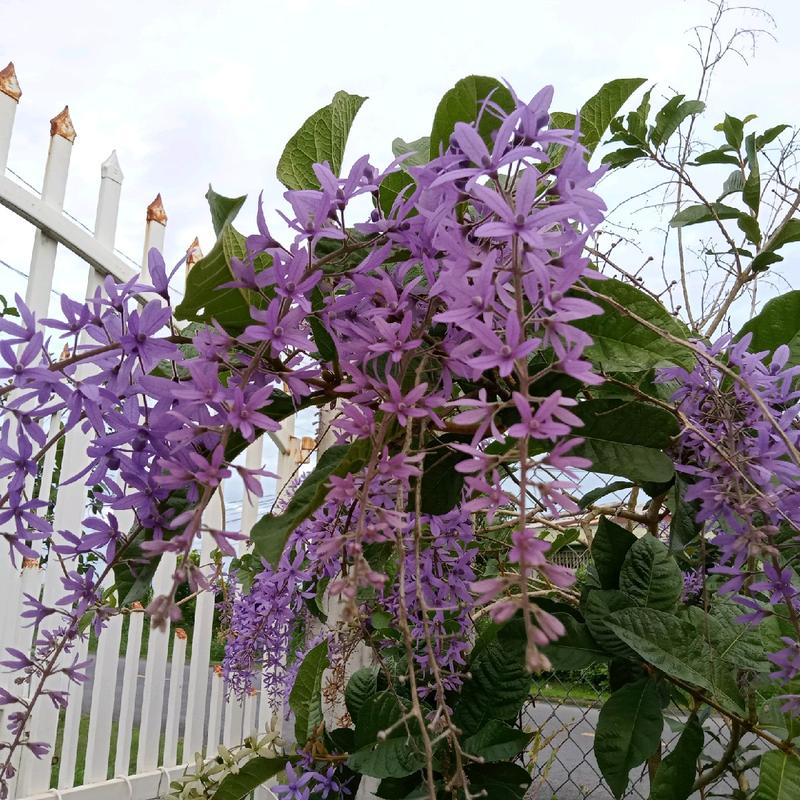 Cây mai xanh Thái là loài cây hoa leo thân gỗ, chính đặc điểm này giúp cây có thể sống lâu năm, tuổi thọ của cây có thể lên tới vài chục năm, thậm chí cả trăm năm.  Lá cây mai xanh Thái có dạng hình bầu dục và to bản, đặc biệt lá cây tương đối cứng,