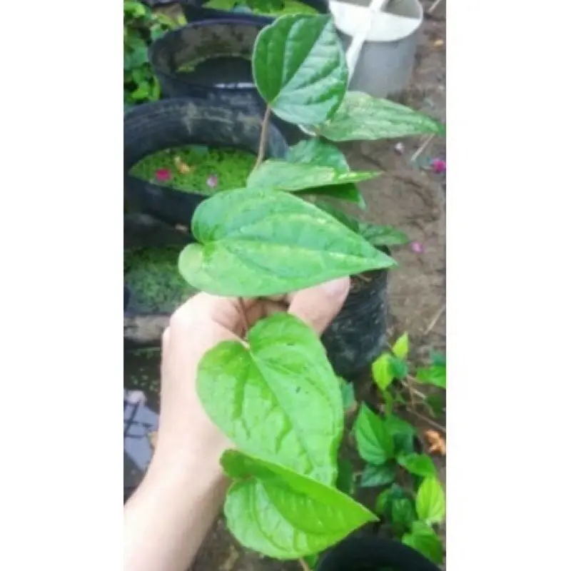 Cây trầu không - trầu ăn lá, ăn cau 4