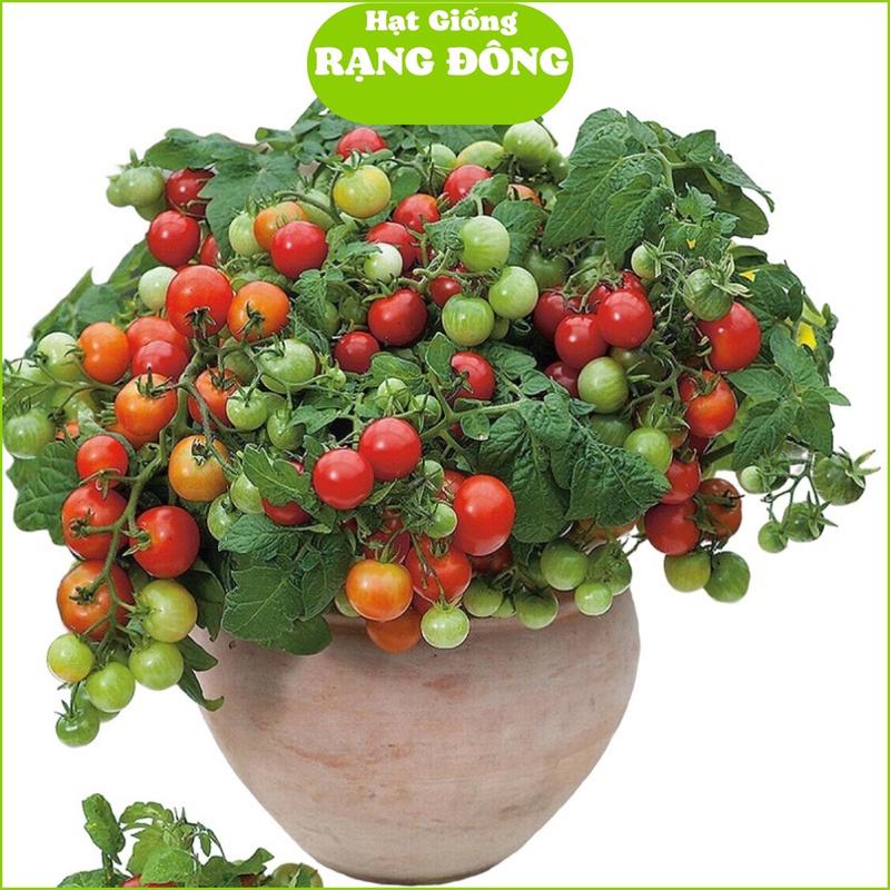 Hạt Giống Cà Chua Bi Lùn Đỏ Lai F1 RD 642 (Gói 0.1gram - Khoảng 30 Hạt) Cây lùn, sai trái, trồng quanh năm