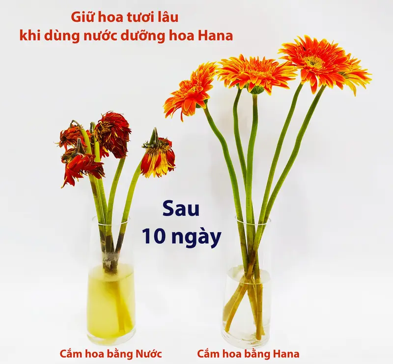 (Freeship) [50 gói x 10ml] Nước Dưỡng Hoa Tươi Lâu Hana - Giúp hoa nở đẹp, giữ hoa tươi lâu, không gây thối nước, không vàng gốc! 5