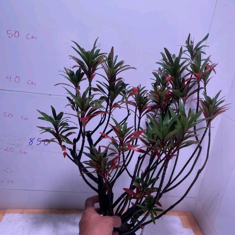 cây mị nương bán cạn thủy sinh