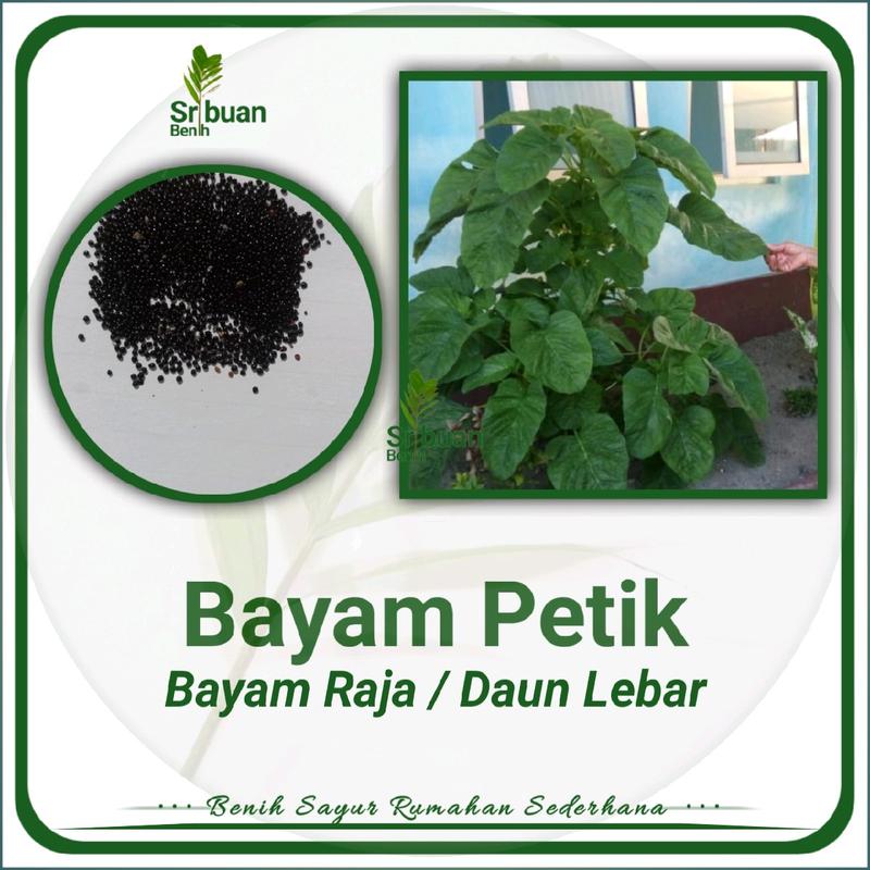 500 Butir Benih Bayam Petik Daun 0
