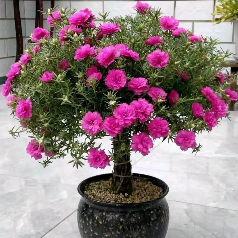 gốc hoa mười giờ Trung Quốc bonsai 0
