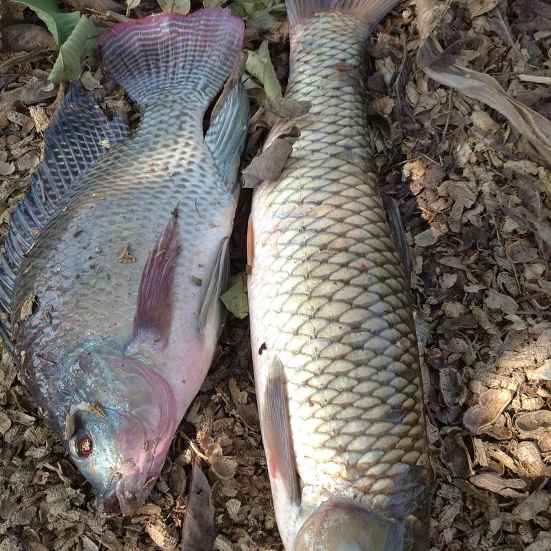 hạt sả rô phi vị gan chuyên dùng xả ổ câu cá rô phi siêu quấn ổ Đi Câu Bắt Cá Fishing Fish 3