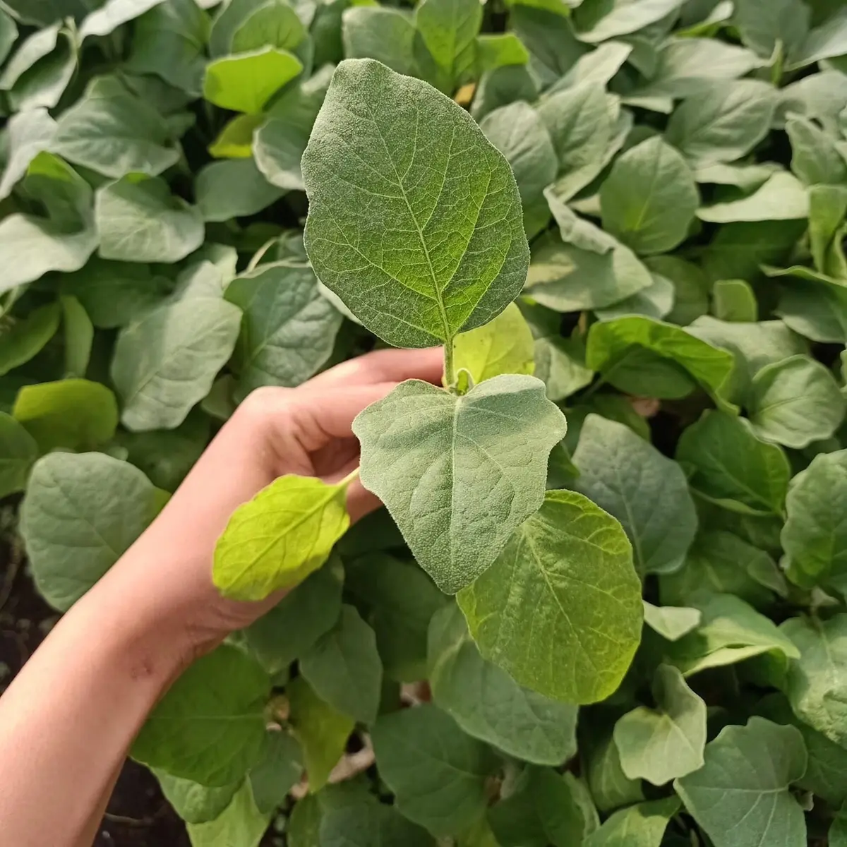 Combo 5 cây giống Cà pháo