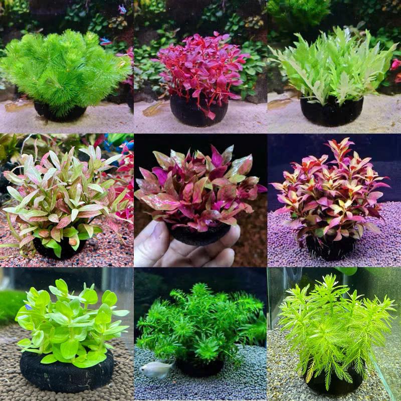 Cây thủy sinh Gắn giá thể sẵn- cây cắt cắm chỉ việc thả vào bể