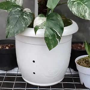 Pot Bunga Besar (Nota Live Berat 2kg+)