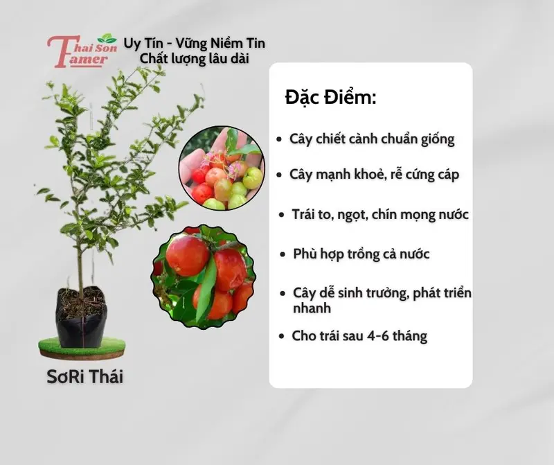 Cây giống Sơ-Ri TRÁI NGỌT(Cây 60-80cm chậu nhỏ), cây chiết cành nhanh cho trái, sau 4 tháng trồng, trái to ngọt. 0
