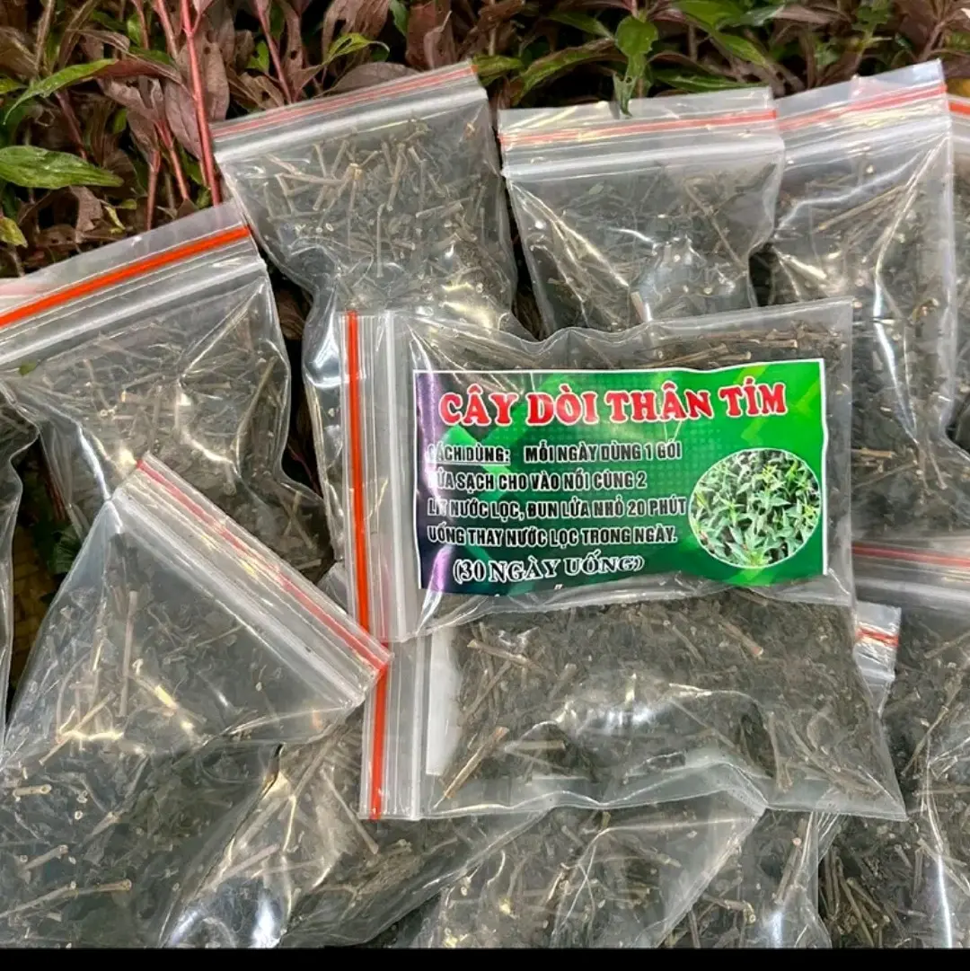 cây dòi thân tím khô tự nhiên