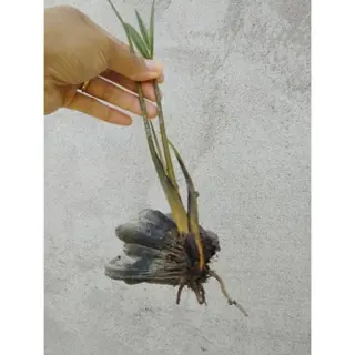 Cây Dừa Nước trồng thủy sinh, bờ kênh chống sạt lỡ 2