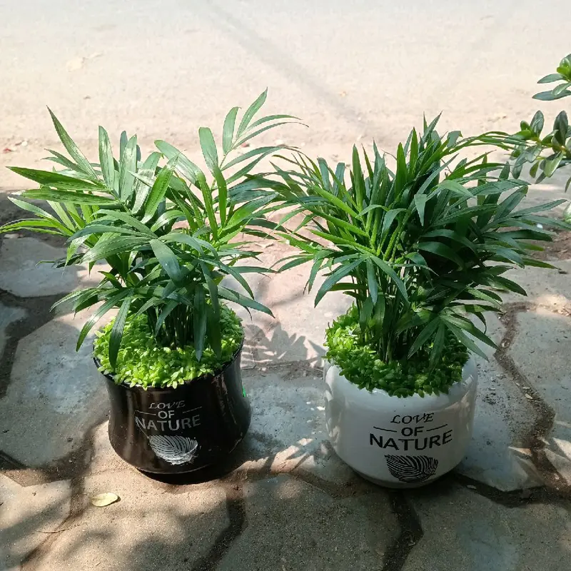 chậu cau tiểu trâm mix chậu sứ - cây để bàn 0