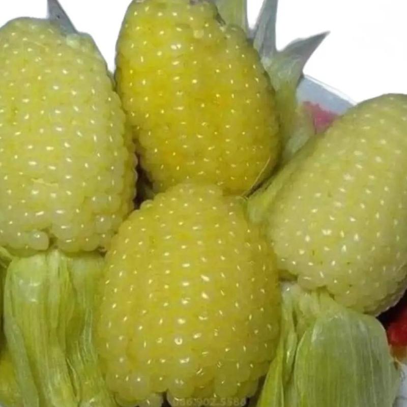 Hạt giống bắp nếp nù sữa dẻo ngọt thơm trồng quanh năm - Loại 1 gói 20 gr hạt giống ngô