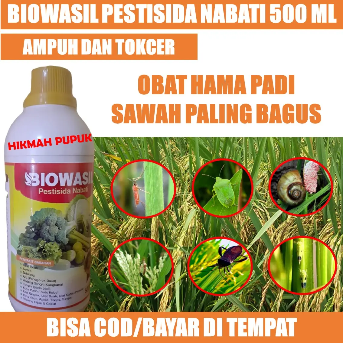 BIOWASIL - OBAT HAMA PADI SAWAH PALING BAGUS - Pestisida Padi Terbaik Atasi Hama Tanaman Padi - Insektisida Pembasmi Wereng Pada Tanaman Padi, Pupuk Hama Ulat Daun Padi, Pupuk Semprot Merah Padi, Pupuk Belalang Padi & Semua Hama Padi