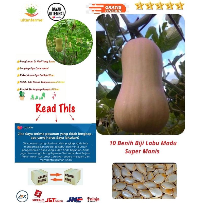 paket isi 15 Benih Biji Labu Madu Super Manis 1