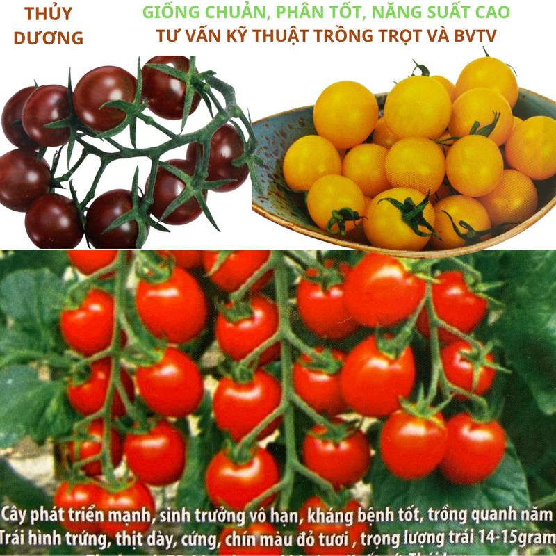 Combo 3 gói hạt giống cà chua Cherry Đen, Vàng, Đỏ. Mỗi gói khoảng 50 hạt. Quả ăn sống rất ngon, ngọt.