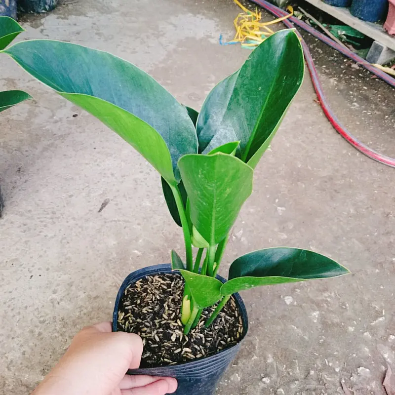 Trầu Bà Đế Vương Xanh - cây cảnh để bàn 3