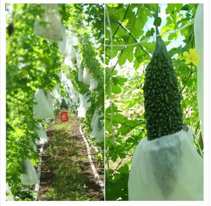 100 cái size 15x30cm túi bọc trái cây Khổ qua mướp đắng dưa leo bằng vải mềm thoáng không đọng nước mưa hiệu túi bao trái cây Ánh Dương