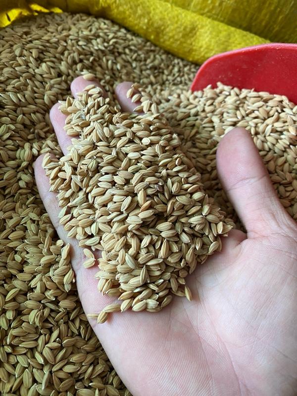 Product Introduction of [5kg] Lúa Tròn Nhật Gà, Không Râu, Khô, Đẹp cho Gà Chế Độ, Chim Cu Gáy Các Loại 5