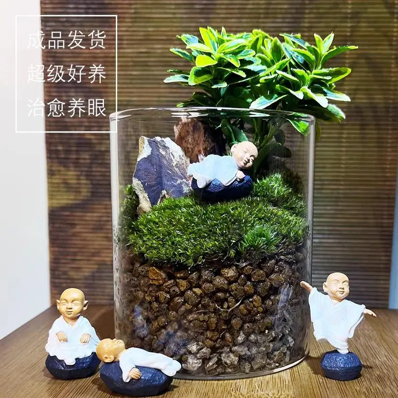 Chậu cây hoàng kim mini làm tiểu cảnh, terrarium, bán cạn 2
