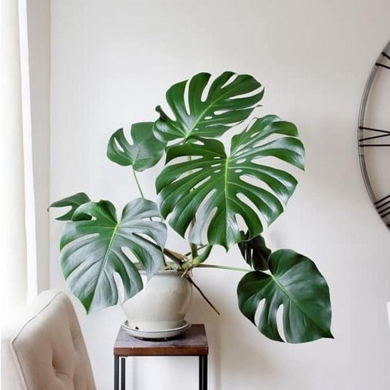 Trầu Bà Lá Xẻ Dòng Leo - Monstera Borsᶖgiana
