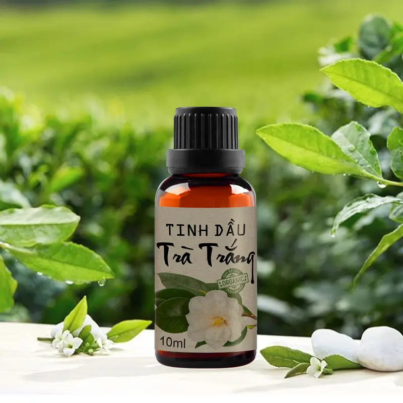 Tinh dầu trà trắng xông thơm phòng, khử mùi, giúp không gian mát mẻ trong lành 2