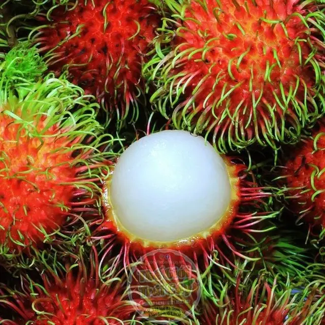 Cây Chôm Chôm Thái, Cây Ghép, Huyền Linh Garden 5