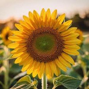 200SemillasDeGirasolAmarilloClásico'RayoDeSol'GrandesFloresAmarillasRadiantesParaJardínYAtraerPájarosEnOtoño
