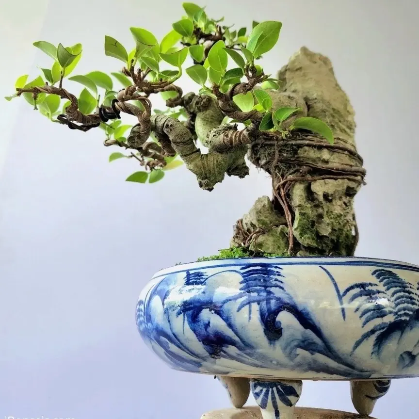 Cây Si Búp Đỏ Cây Giống Khỏe Đẹp