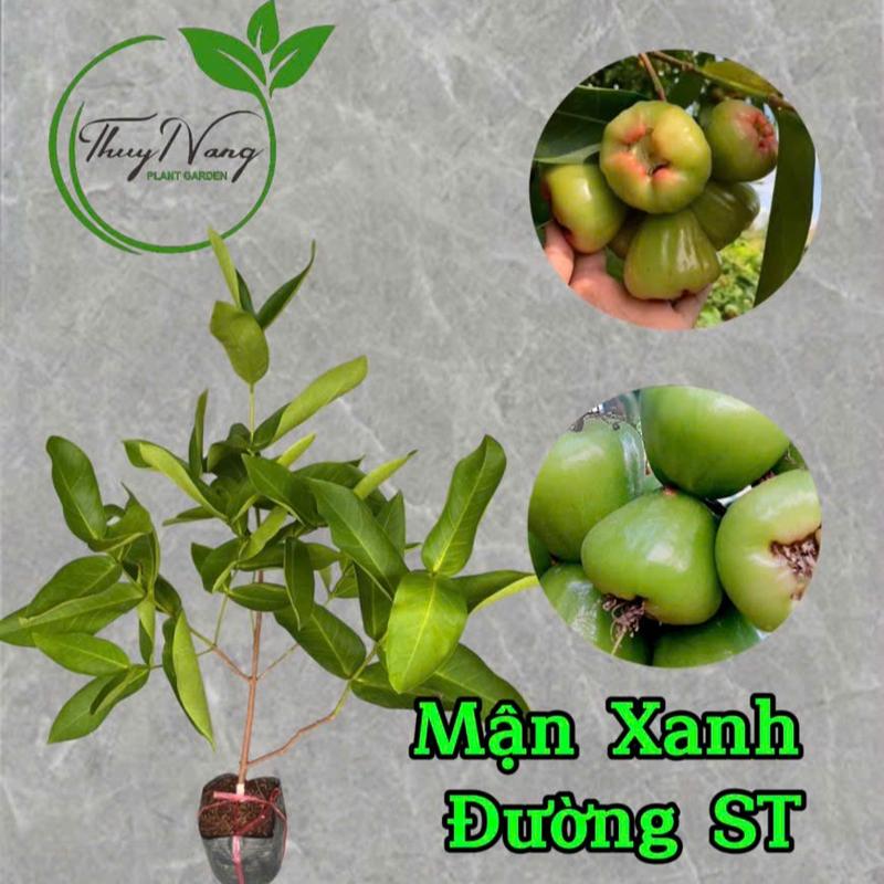 Giống Mận Xanh Đường - Cây trồng cho ra quả nhiều, ít hạt, ngon ngọt