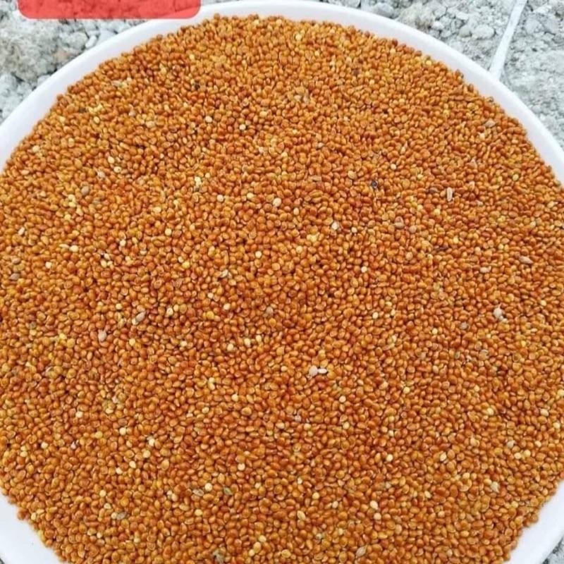 Hạt kê đỏ thức ăn thích hợp cho cu gáy  . Vẹt chuột hamster vvv kích thích tiêu hoá tăng đề kháng 1