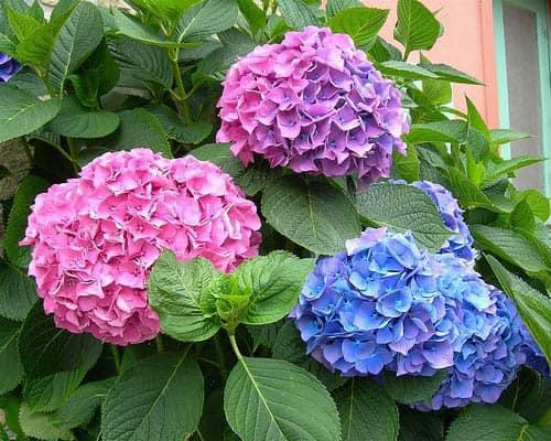 Product Introduction of Cây Hoa Cẩm Tú Cầu Nhiệt Đới Đổi Màu Theo Độ PH Của Đất ( cao 80cm tán to ) 15