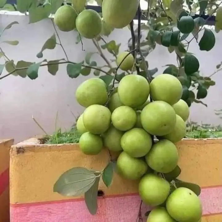 Combo 3 cây giống táo thái trồng chậu sân thượng đều được