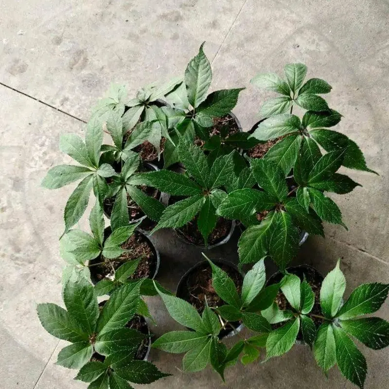 Cây giống sâm ngọc linh chuẩn sâm lai châu 3
