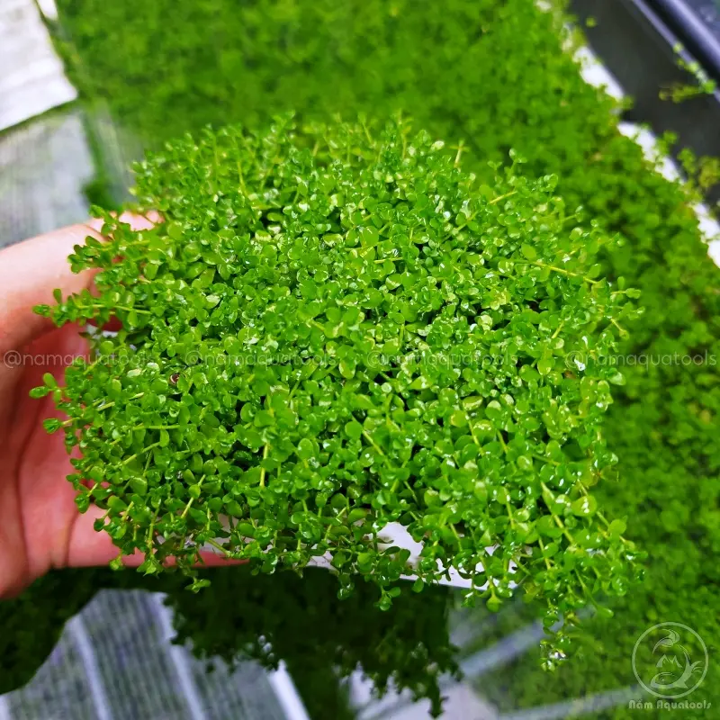 Cây Trân Châu Ngọc Trai - Cây thuỷ sinh tiền cảnh 1