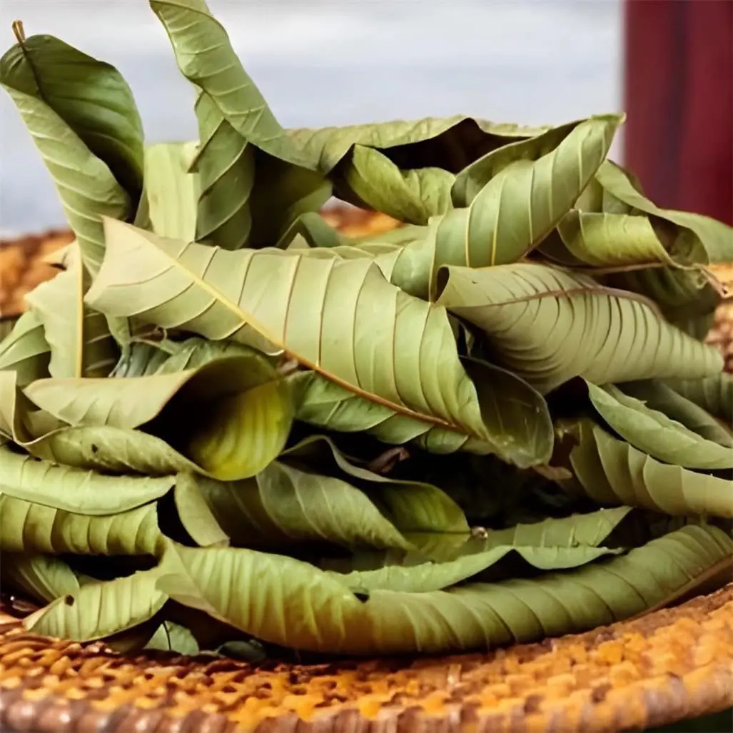 Trà lá ổi non 90 túi lọc nguyên chất- (tặng 5).trà Mộc Thanh - Tea Nước Trà - Chè, Nho l áổ in on  p  hơi khô trà  lá trà  lá trà  ổi