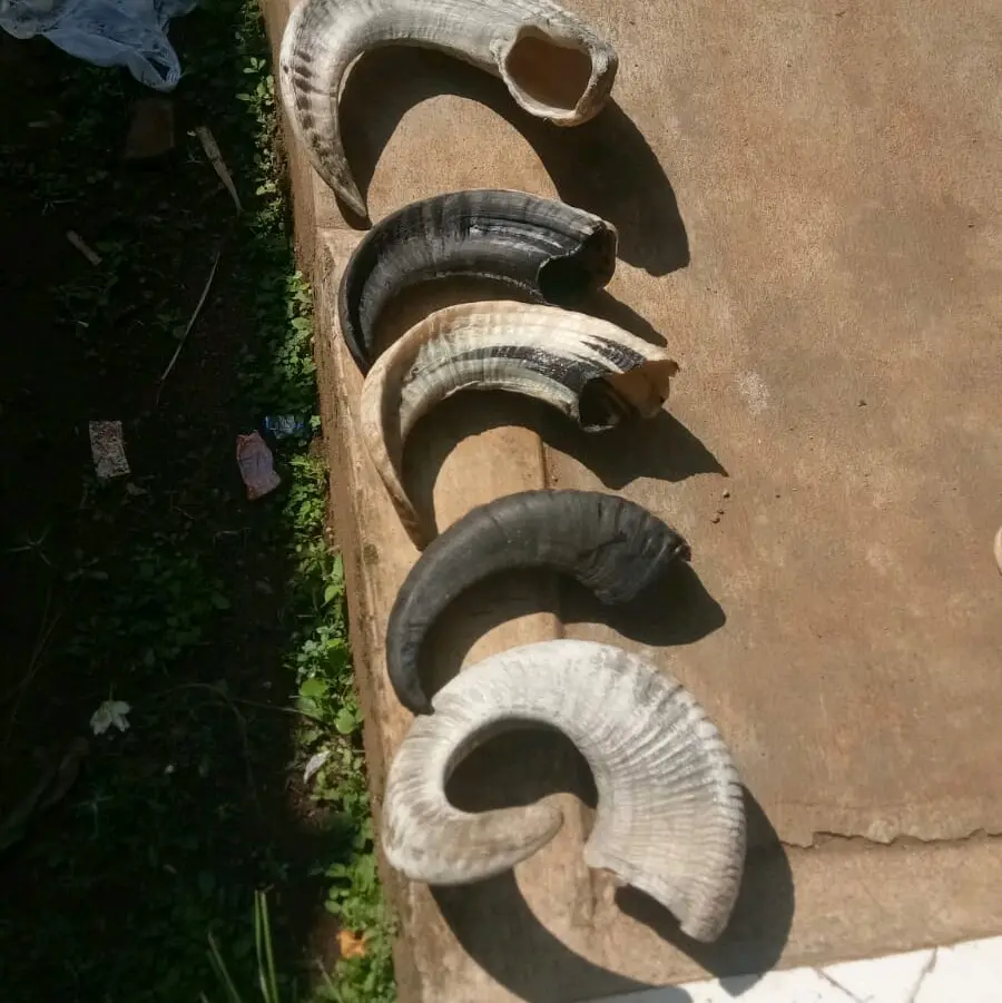 Tanduk domba lepasan 30-35 cm bahan kerajiinan