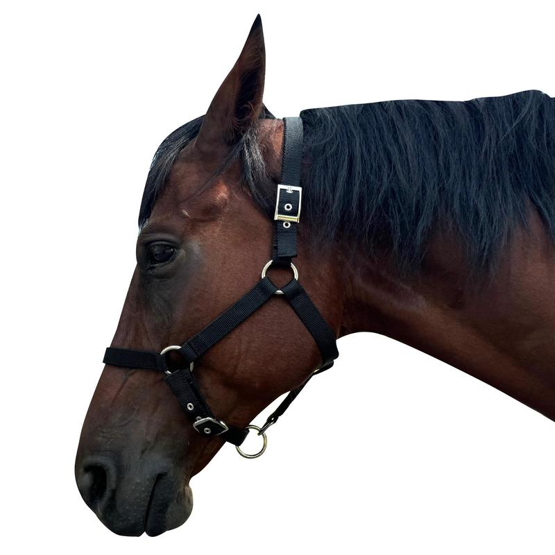Product Introduction of Adjustable Horse Halter, Soft Comfortable Horse Head Strap, Professional Equestrian Equipment for Horse Riding, Outdoor Riding Accessories 6