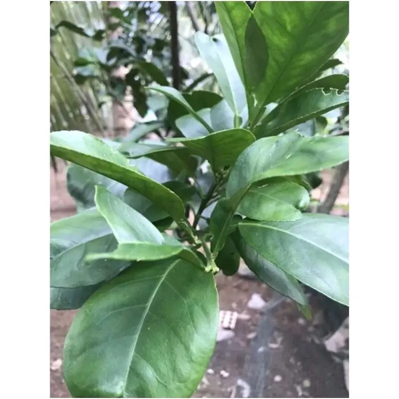 CÀNH LÁ BƯỞI CÓ GAI TƯƠI/ KHÔ DÙNG ĐỂ XÔNG TẮM XẢ XUI - Tẩy UẾ 3