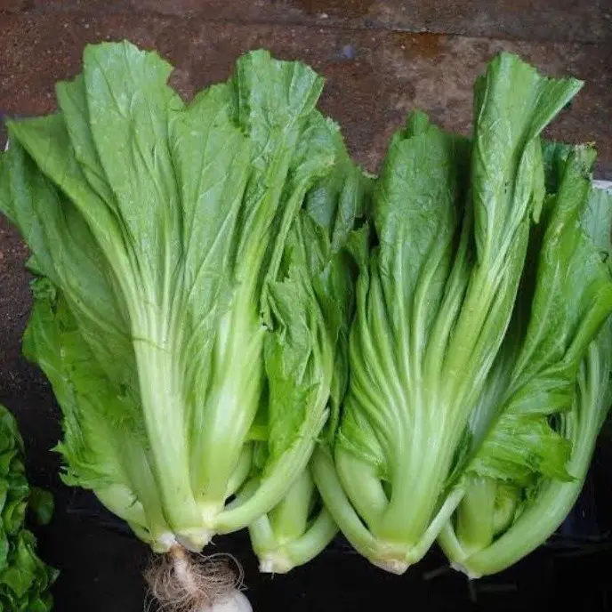 200  Benih Sawi pahit BAUSIN cocok untuk Asinan daun ngecrop