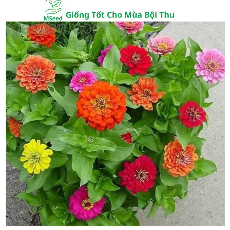Hạt giống hoa Cúc Lá Nhám đủ màu dễ trồng hoa quanh năm - MSeed