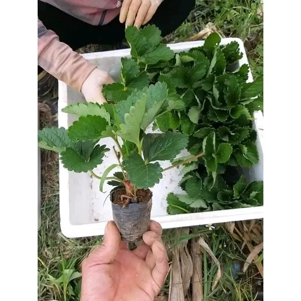 Cây Dâu Tây Nhật Hana chịu nhiệt quả ngọt dễ trồng