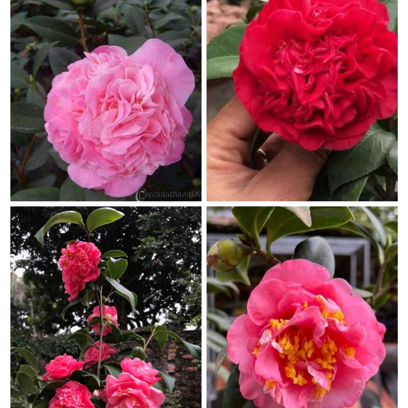 Hoa Trà My Sẵn Nụ cây cao 40-60cm
