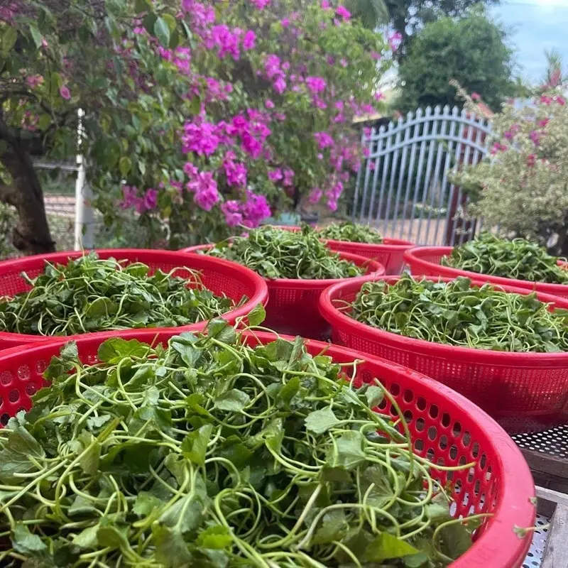 Bột rau má đậu xanh Thanh Trúc 4