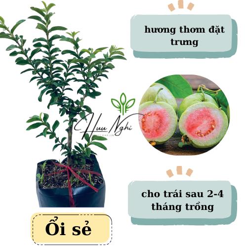 Cây giống ổi sẻ, ổi lá rí, ổi tàu, ổi nhật.